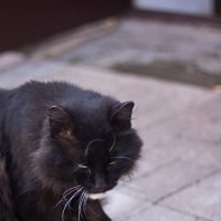 Кошка или кот в доме Пастернака :: Лира Цафф