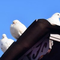 Белоснежный голубь -  символ мира, счастья, любви и благополучия. :: Татьяна Помогалова