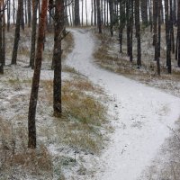 Снегопад в лесу. 22.11.2020 :: Анатолий Клепешнёв