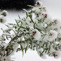 Цветы под ноябрьским снегом Склонились до самой земли. 22.11.2020 :: Анатолий Клепешнёв