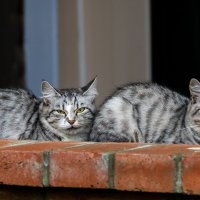 Две кошки :: Игорь Сикорский
