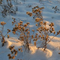 Снежные зайчики,на солнце греются... :: Андрей Хлопонин