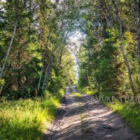 Дорога в северном лесу :: Юлия Батурина