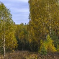 В осеннем лесу :: Сергей Цветков