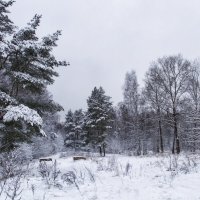 Зимний Лес :: Надежда Щербакова