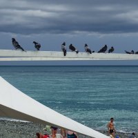 Посиделки голубей на пляже :: Татьяна Р 