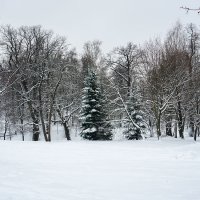 Деревья в снегу ... :: Лариса Корженевская