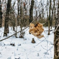 Остался на ветке :: Юрий Стародубцев