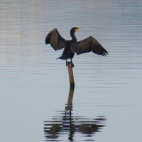 Баклан – птица-рыболов,сушит крылья после водной охоты :: wea *