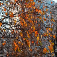 Листья на берёзе золотом горят. :: Татьяна Помогалова