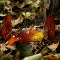 Осенние листья :: Владимир Стаценко