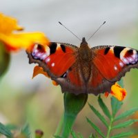 осенние бабочки 8 :: Александр Прокудин