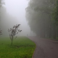 Догоняющий туман. :: Инна Щелокова
