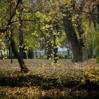 Падают жёлтые листья... :: barsuk lesnoi