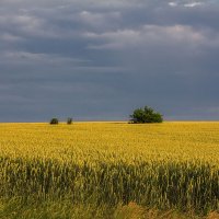 Поле, русское поле.... :: Людмила 