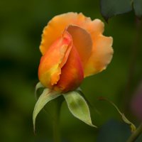 rose :: Zinovi Seniak
