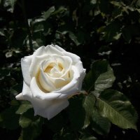 Белая роза :: Владимир Бровко