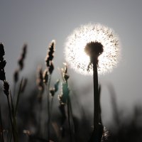 Солнечный цветок одуванчик. :: Сергей Пиголкин