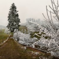 зима в Юрских горах :: Elena Wymann