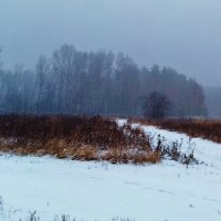 туман в лесу :: Владимир 