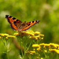 летние бабочки 7 :: Александр Прокудин