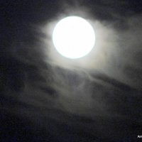 Полная луна через лёгкие облака. :: Валерьян Запорожченко