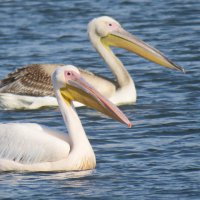 Пеликаны в Израиле :: Николай Волков
