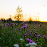 полевые цветы :: Андрей Коровкин
