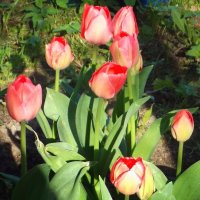 Тюльпаны расцвели :: Фотогруппа Весна