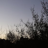 Небо утреннего декабря :: Надежд@ Шавенкова