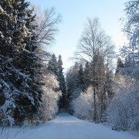 Зимой в лесу :: Людмила Смородинская