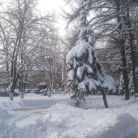 Снежной  зимой :: Елена Семигина