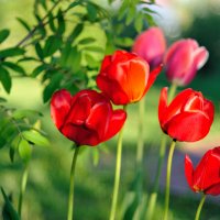тюльпаны... :: Андрей Вестмит