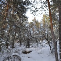 Снежная глухомань лесов... :: Андрей Хлопонин