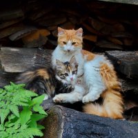 Деревенские кошка с котенком на пепелище :: Галина 