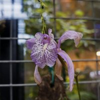 Прекрасный мир орхидей :: Liliya Kharlamova
