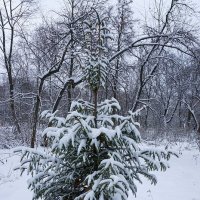 Под снегом ... :: Лариса Корженевская