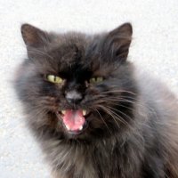 Чёрный кот :: Ирина Олехнович