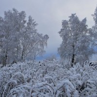 После снегопада. :: Людмила Леунина 