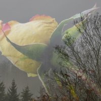 Туман и Роза :: Heinz Thorns