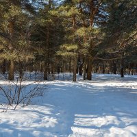 Зимний солнечный день :: Александр Синдерёв