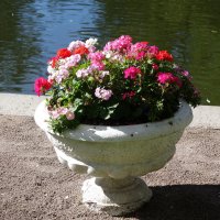 Цветы в Юсуповском саду :: Маргарита Батырева