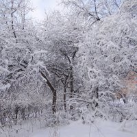 Яблони в снегу-такое чудо!.... :: Зося Каминская