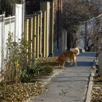 Мне не нравится, когда на улице встречаются бродячие собаки... :: Татьяна Смоляниченко