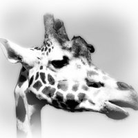 Черно-белый мир жирафа... :: Tatiana Markova