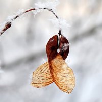 Зимы этюды... :: Андрей Заломленков