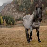 Алтайский скакун. :: Марина Фомина.