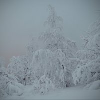 Туманный зимний день. :: Galina Serebrennikova
