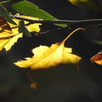 Падают, падают листья,в нашем саду листопад... :: Гала 