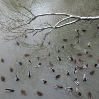 Утки на реке Оккервиль :: Елена Павлова (Смолова)